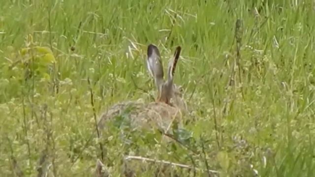 Заяц в поле смотреть онлайн
