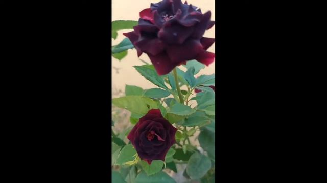Black Velvet Rose In My Garden#shorts#blackrose#viral#subscribe#trendingvideo
