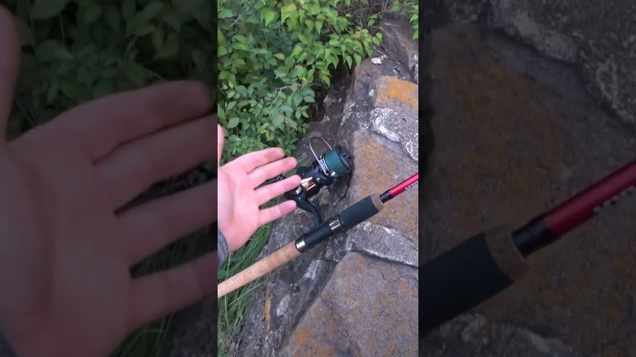 Фидер Akara Magista #рыбалка #fishing #фидер #shorts смотреть онлайн