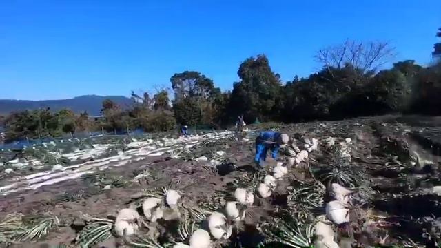世界一大きい桜島大根を収穫！Harvesting the biggest Sakurajima radish смотреть онлайн