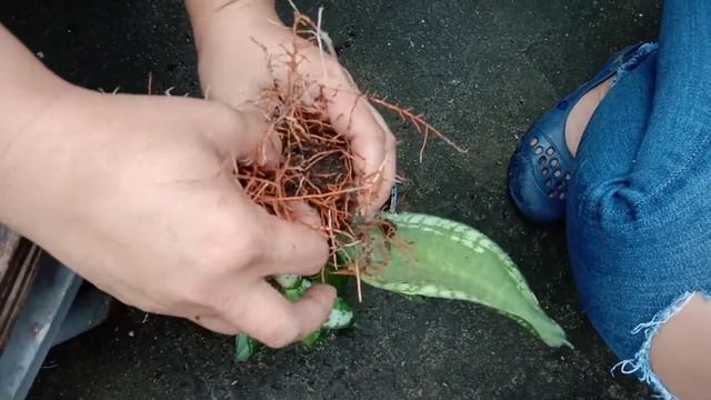 HARVESTING POP|SANSEVIERIA LOOPS PRIDE.