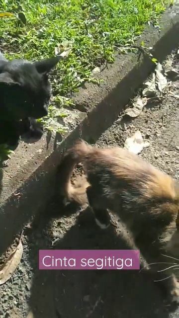 cinta segitiga kucing liar #shorts смотреть онлайн