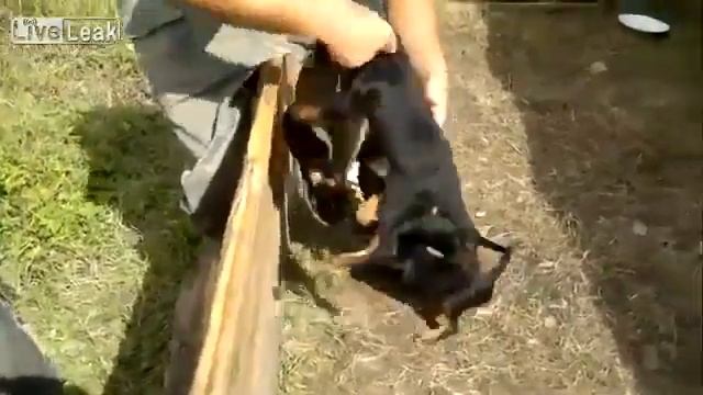 Fight dogs pack torn a man смотреть онлайн