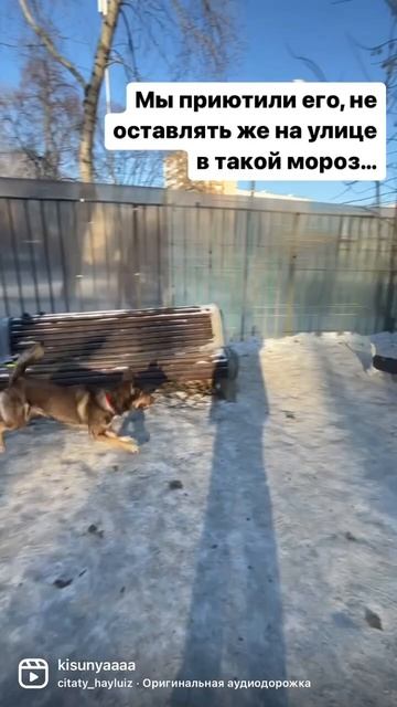 ❗️Малыш Лаки ищет дом ❗️ смотреть онлайн