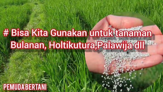 PUPUK SP 36 VS PUPUK FERTIPHOS PAK TANI смотреть онлайн