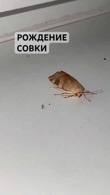 Совка - бабочка из землянки #entomology #nature #бабочки #природабеларуси #biology смотреть онлайн