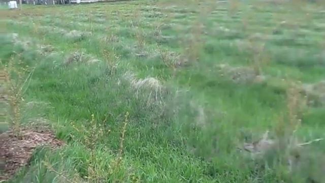 замульчировал голубику. мульча закончилась! смотреть онлайн