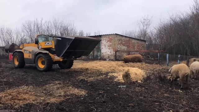 Загнали хряка на злучку! У Васі дуже багато роботи! 🐖 смотреть онлайн