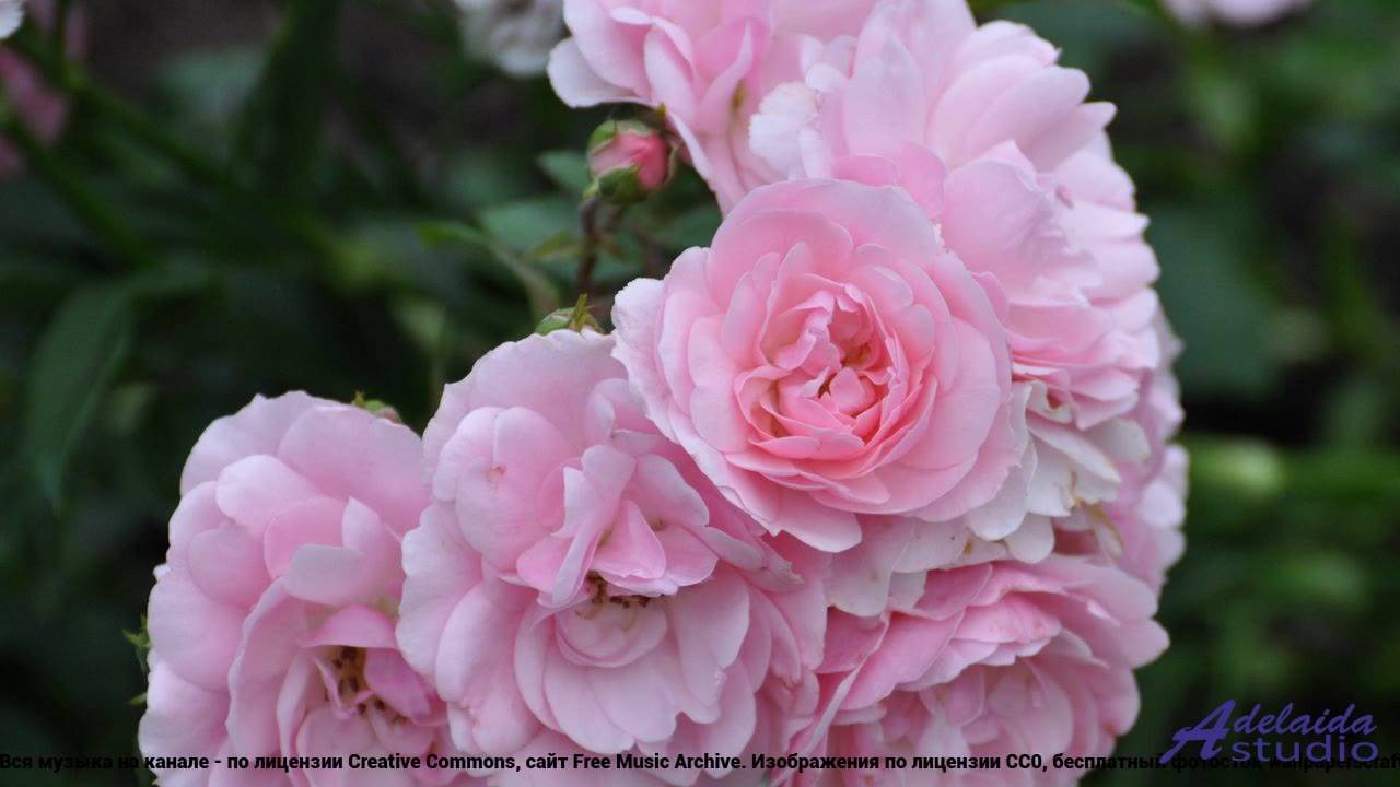 ❤ ❤ ❤ Клип, который хочется смотреть вдвоем - Clubnight 88 -- Dirk Dehler -- Unnamed Album.mp4