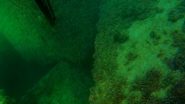 Мармуровий електричний скат Torpedo marmorata смотреть онлайн