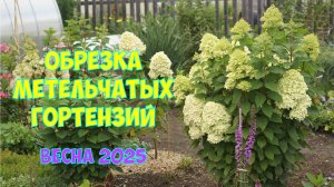Обрезка метельчатых гортензий Весна 2025 год