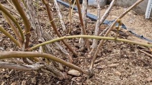 1000007634.mp4Не торопитесь давать азотные подкормки голубике!