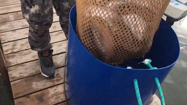Ежедневное зарыбление ВИП водоёма !!! смотреть онлайн