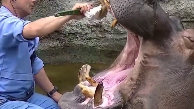 Hippo Clean Tooth Funny !!