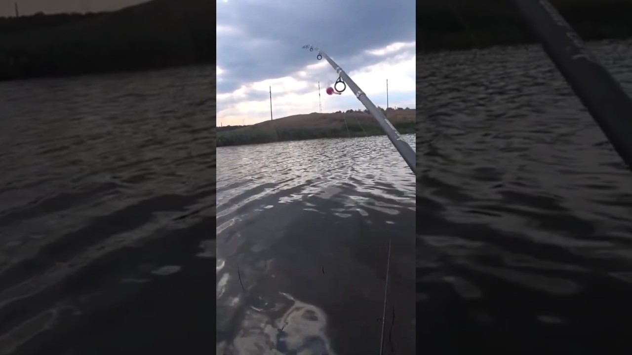 Ловил сазана, а поймал... #fishing #рыбалка #shorts смотреть онлайн