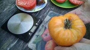 Томат Мери Робинсон поразил своей урожайностью и крупными плодами даже в такое неурожайное для томат