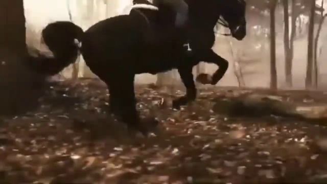 Royalty(Equestrian music video смотреть онлайн
