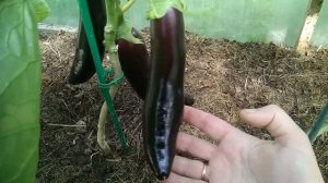 Самые любимые сорта баклажанов. Подмосковье.