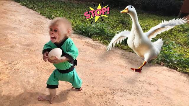 Так смешно! Утка напала на обезьяну Бона, когда он пытался украсть ее яйцо смотреть онлайн