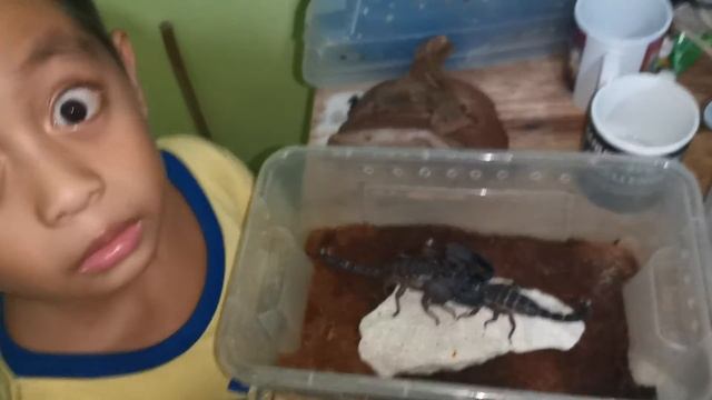 Heterometrus Swammerdami (Indian Giant Forest Scorpion) Breeding Project #Scorpion #creepycreatures смотреть онлайн