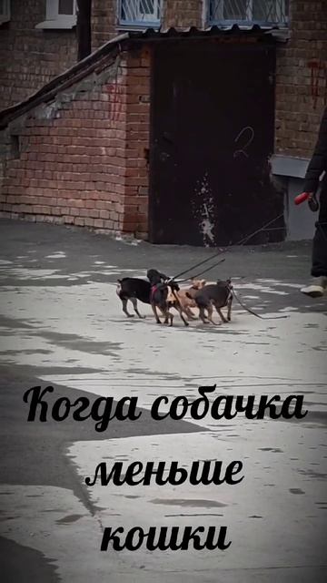 Когда собачка меньше кошки 😾... смотреть онлайн