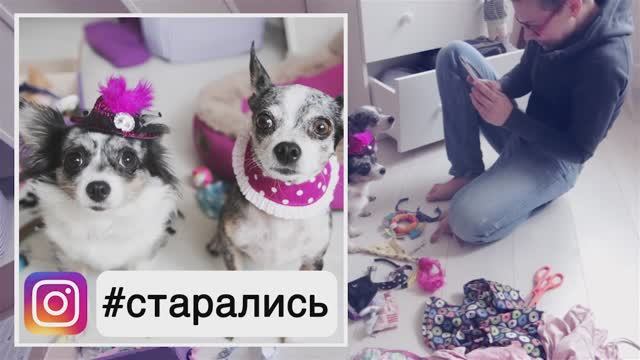 Инстаграм людей против собачьего аккаунта – кто круче? 📱🐶 смотреть онлайн