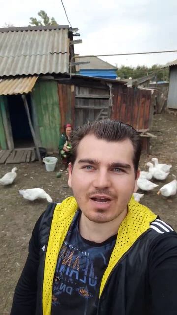 Продаю утей и гусей #утки #гуси #ути #домашняяптица смотреть онлайн
