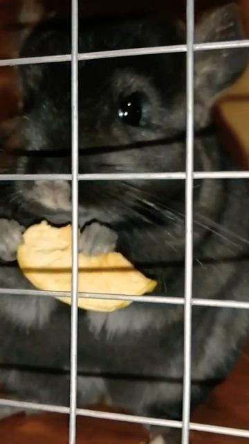 Черная шиншилла/Эбони смотреть онлайн