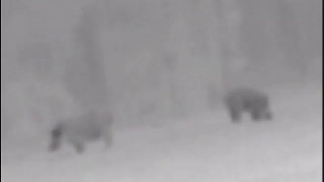 Кабан на подкорочной плащядки смотреть онлайн