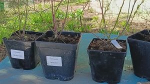 Мой опыт выращивания голубики в контейнерах #голубика #выращиваниеголубики #голубикавконтейнерах