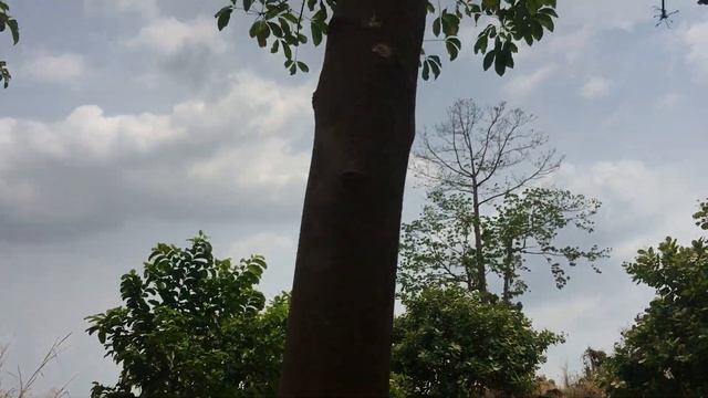 Test My PCP Airgun [PCP Airforce Condor]