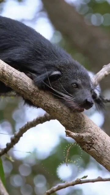 3 fakta unik binturong #faktaunik #binturong #shorts смотреть онлайн