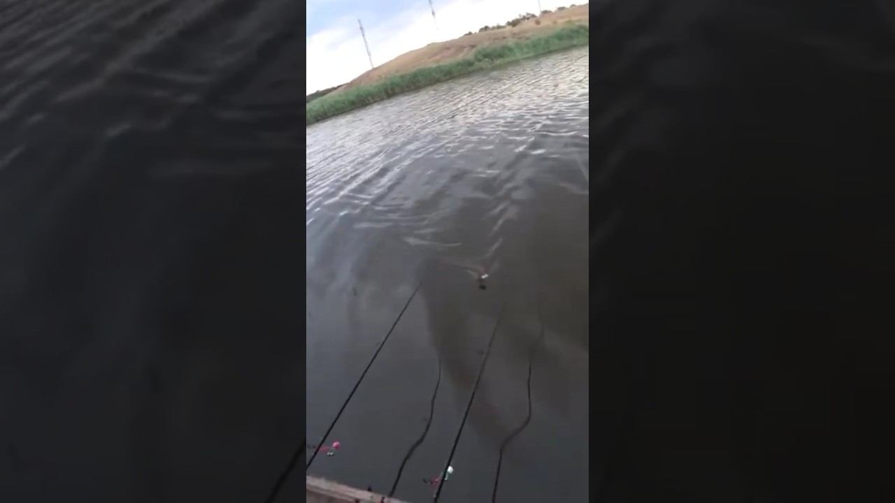 Карась как из пулемета #карась #рыбалка #fishing #shorts смотреть онлайн