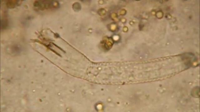 Gordius larva смотреть онлайн