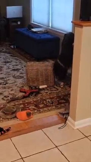 Hershey and the toy basket смотреть онлайн