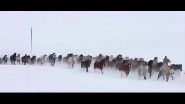 Жаңадәуір ауылы Тайынша ауданы "Менің Туым Менің Отаным" челленджі смотреть онлайн