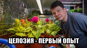 Целозия зацвела за месяц очень интересный неприхотливый цветок