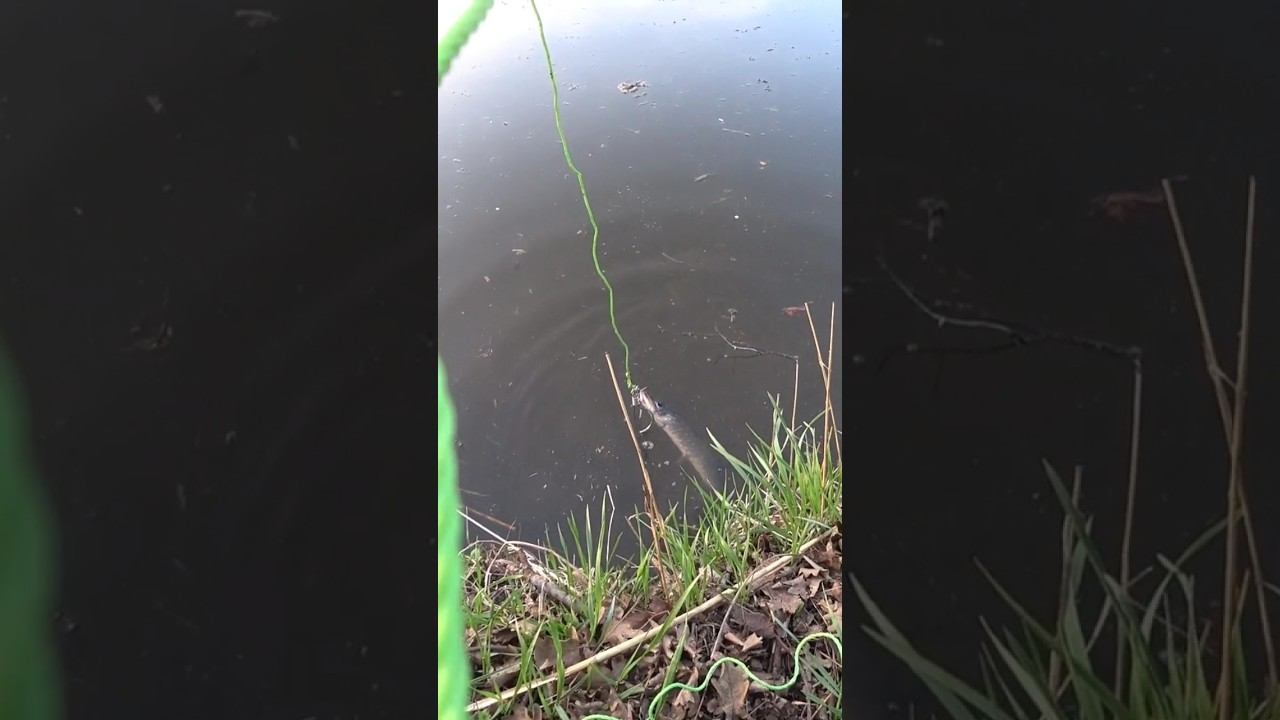 Рыбацкое счастье #рыбалка #fishing #щука #shorts смотреть онлайн