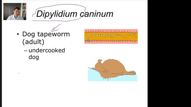 Bio 2 Lecture - Animals 1c смотреть онлайн