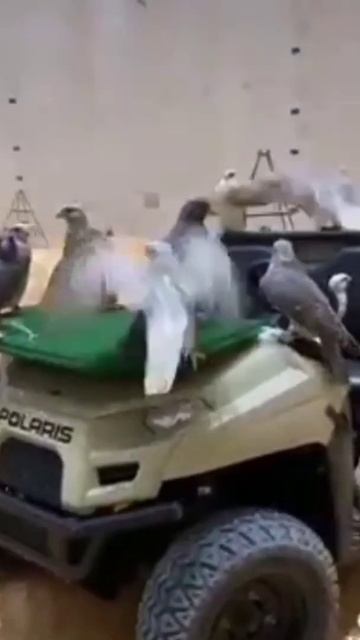 Beauty of Gyr falcon #gyr falcon #Gyr#shaheen смотреть онлайн