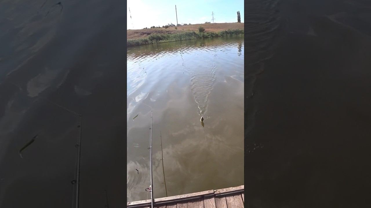 Карась на макушатник #рыбалка #fishing #карась смотреть онлайн