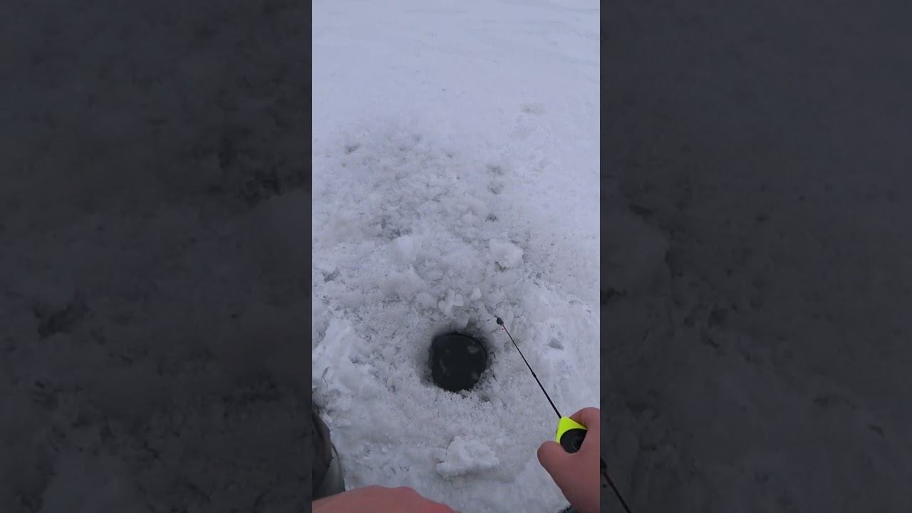 Окунь на блесну #рыбалка #зимняярыбалка #shorts смотреть онлайн