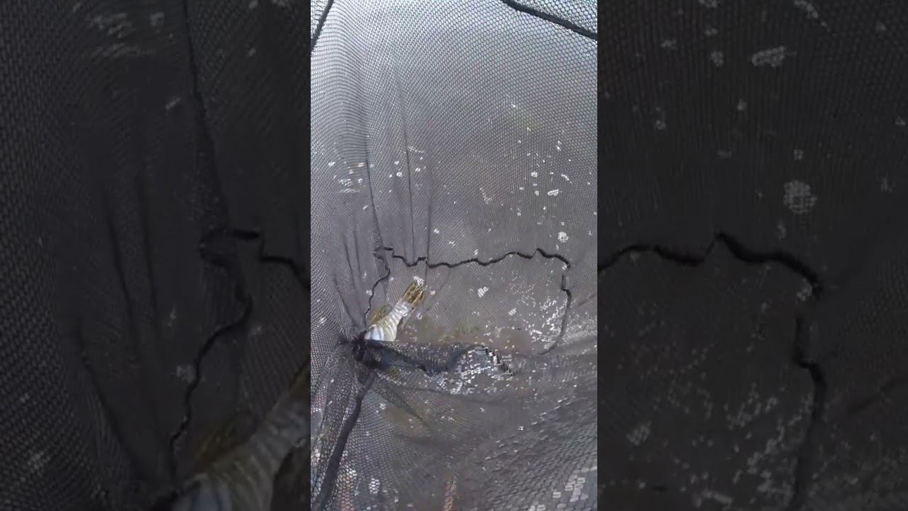 Щука на поплавок #рыбалка #fishing #щука #shorts смотреть онлайн