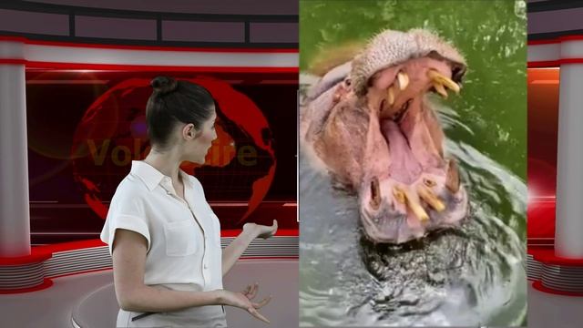 СМЕШНЫЕ НОВОСТИ БЕГЕМОТ ПРИКОЛЫ