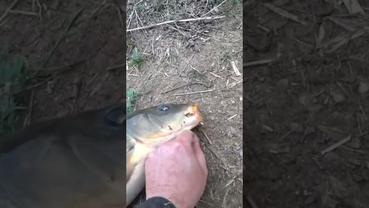 Сазан на крючок 14-го номера #рыбалка #карповаяловля #fishing #shorts смотреть онлайн