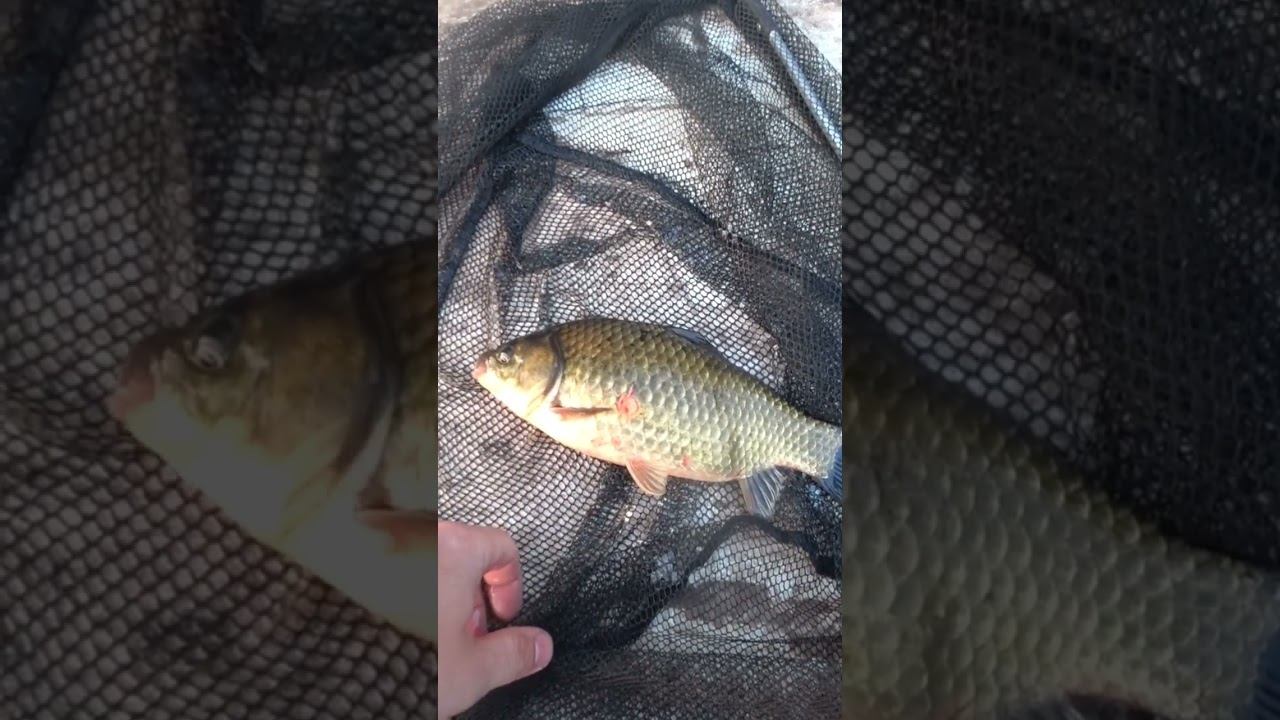 А вы отпускаете рыбу? #рыбалка #fishing #карась #shorts смотреть онлайн