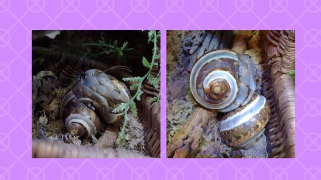 2021 Coenobita rugosus Hermit Crabs Breeding смотреть онлайн