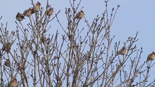 Brkoslav severní, Bombycilla garrulus, Bohemian Waxwing смотреть онлайн