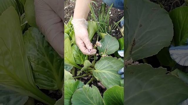Альпийская горка смотреть онлайн