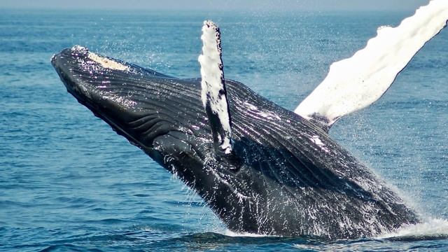 морские обитатели подводного мира, морские жители #морскиеобитатели #морскиежители #подводныймир